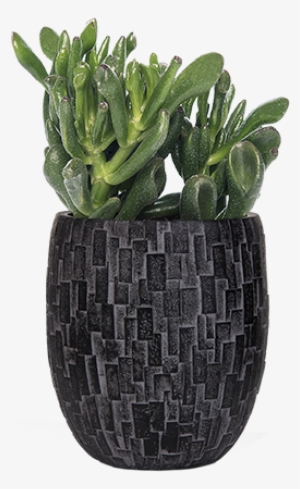 Capi Nature Stone - Planten Crassula (crassula) D 8,5 Cm