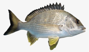 River Fish Png - Types Of Fish
