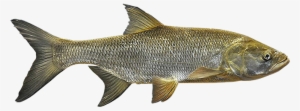 Asp - Fish