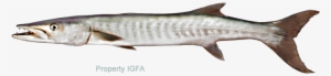 Barracuda, Guinean - Barracuda Fin