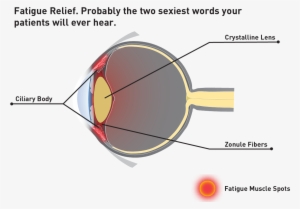 It's A Single Vision Fatigue Relief Lens That Relieves - Diagram