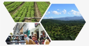 The World Bank Agriculture For Action Plan - Action Plan