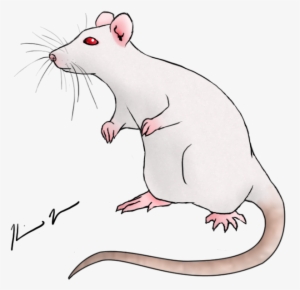 Rat Drawing At Getdrawings