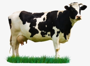 Milk Cow Png Download - Cow Images Hd Png