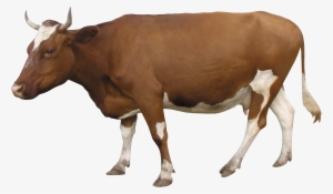 Cow Png