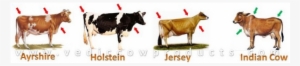 Why Indian Cows Are Better - Ideal Jersey Ornament (round)