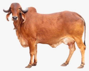 Sourced From Desi Cows Of India - Gir Cow