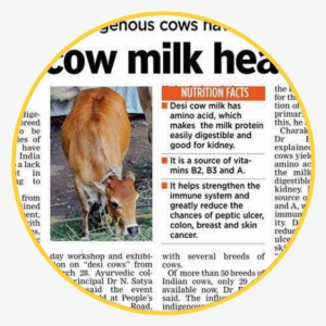 Desi Cow Milk Vs Jersey Milk A2 Vs A1 - Gir Cow Milk Capacity