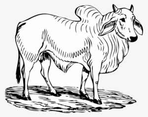 Bull Clipart Black And White