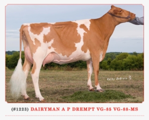 Other - Dairy Cow