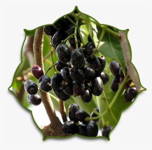 History - Syzygium Cumini