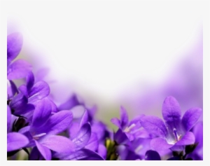Purple Flowers Background