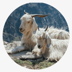 The Cashmere Goat - Natura & Co
