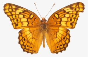 Butterfly High Quality Png - Light Orange Yellow Butterfly