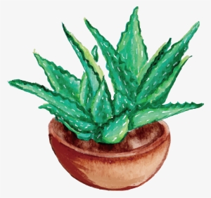 Aloe Vera Watercolor Painting Drawing - Aloe Vera Plant Drawing