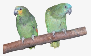 Download All Parrots Png Images And Transparent's To - Amazon Parrots