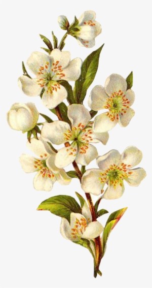 Flower White Spring Png Overlay Free Edits Edit Kpopedi - White Flower Vintage Png