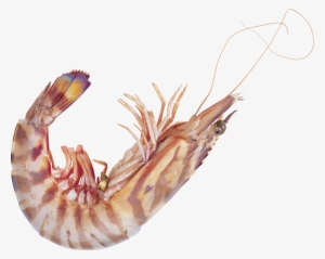 Shrimp Png - 虾