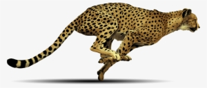 Cheetah Free Png Image - Cheetah Png