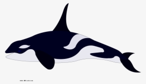 Download Bitmap Picture Killer Whale - Los Delfines Para Colorear