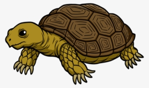 tortoise transparent png image - tortoise png