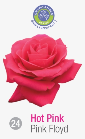 Rosa Variedad Pink Floyd - Garden Roses