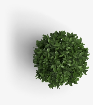 Object Plant 1 - Plant Top View Png