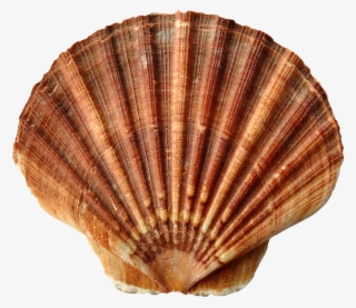 Sea Shell Clam Ocean Sea Shells Beach Sand - Monogrammed Black And Tan Seashell Tote Bag, Adult