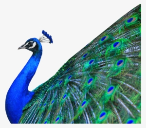 Go To Image - Peacock Png