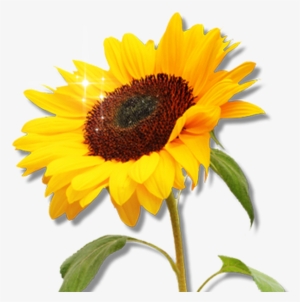 Free Sunflower Garden Clipart Image 8566, Sunflower - Clip Art