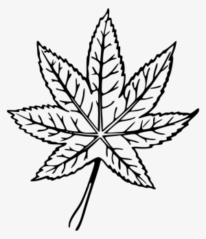 5 Hand Drawn Leaf Png Image Transparent - Plant Drawing Transparent
