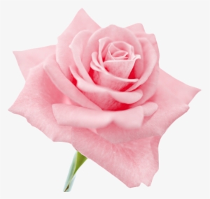 Transparent Flowers, Clip Art, Roses, Illustrations - Light Pink Roses