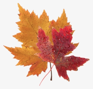Fall Foliage Png - Real Fall Leaves Transparent