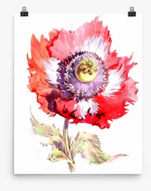 Bright And Floral Poppy Watercolour Matte Poster - Watercolor Painting