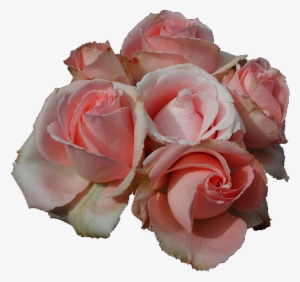 Pink Roses Copyright, Justourpictures - Transparent Pink Rose