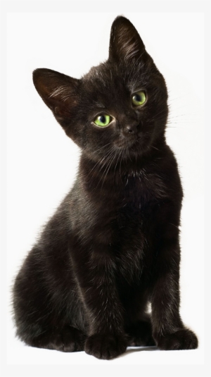 Svg Free Library Png For Free Download On Mbtskoudsalg - Black Kitten Transparent