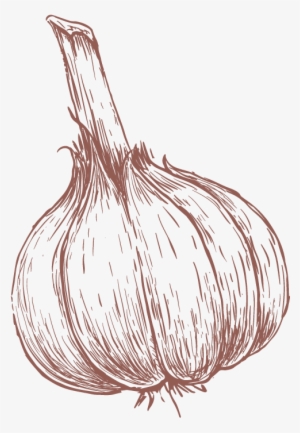 Bellillo - Garlic Drawing