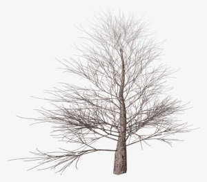 Tree No Leaves Png
