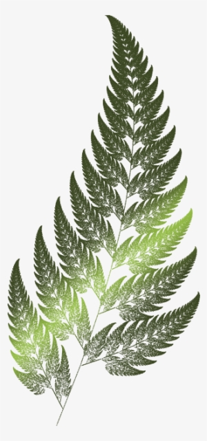 The Fern Is One Of The Basic Examples Of Fractals - Black Fern