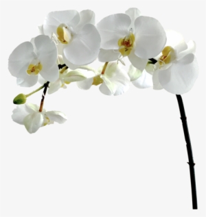 White Flower Png - Amaranthine Blooms