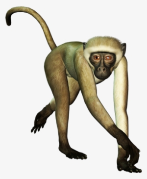 White-monkey - White Monkey Png