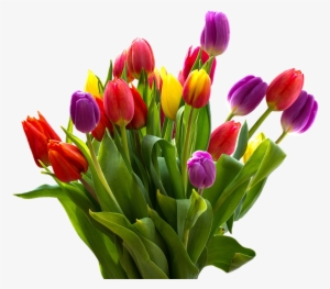 Go To Image - ภาพ สุขภาพ ดอกไม้ Png