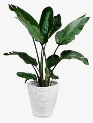 Indoors Tropical Plant Png