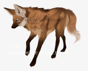 Clove - Maned Wolf