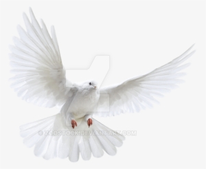 Svg Freeuse Download Transparent Dove Background White - Transparent Background Flying Bird Png