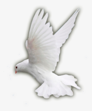 The Countries Of The World Had Paid A Heavy Price During - Stock Dove