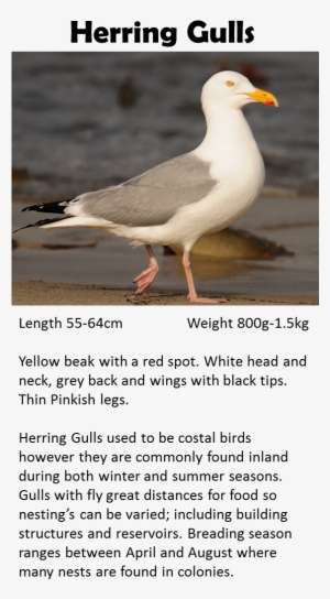 Pigeon - Western Gull