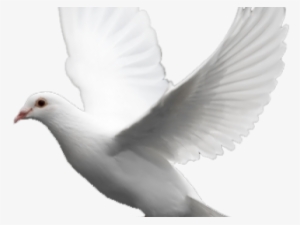 Pigeon Png Transparent Images - White Pigeon Flying Png