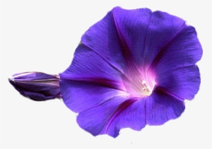 Download Png Image Report - Morning Glory Transparent Background