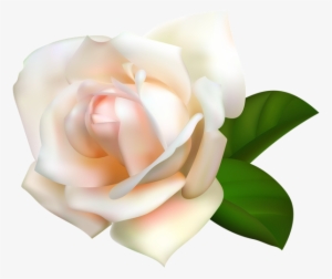 Rose Png - Rose
